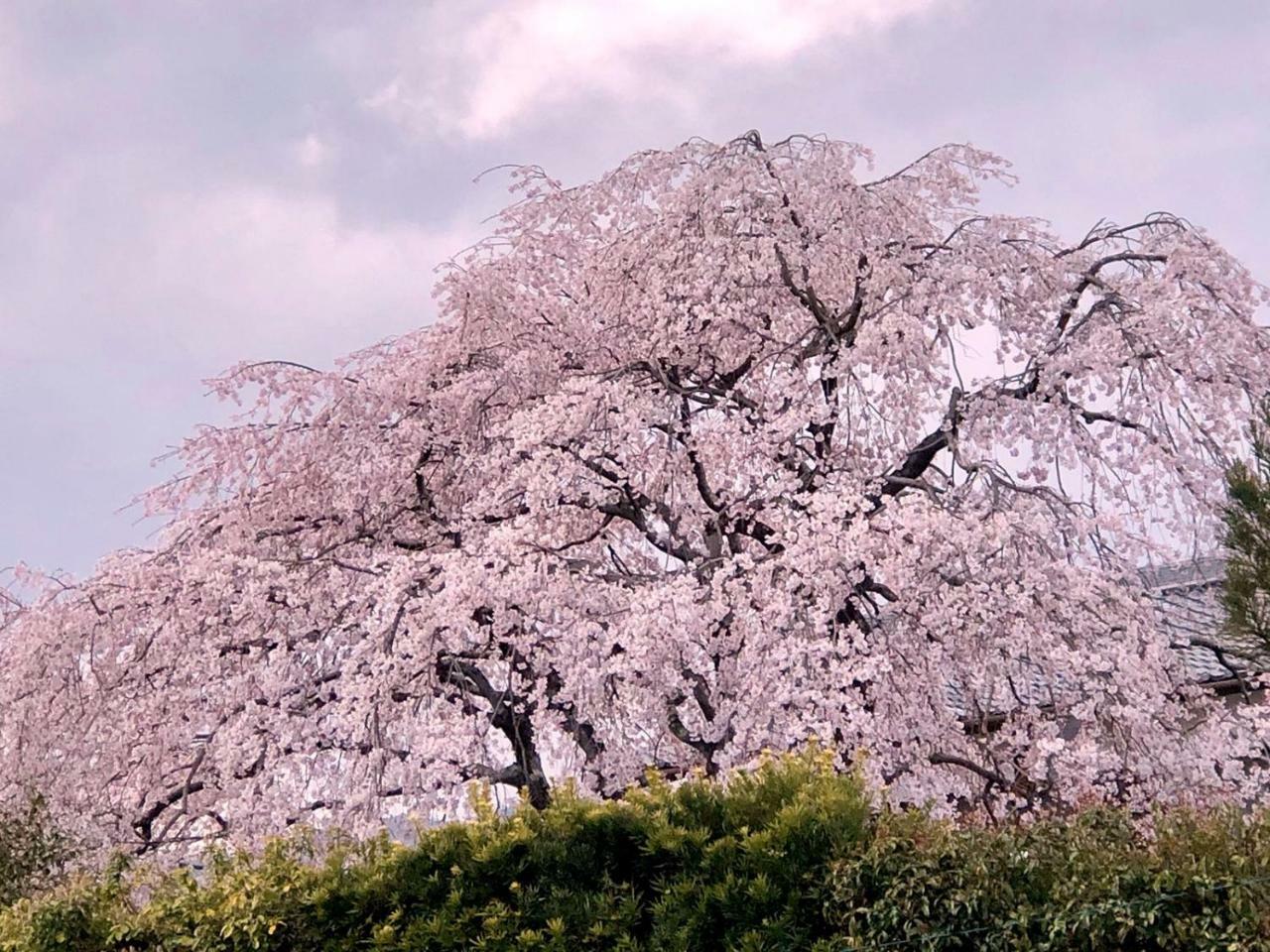 Muko Hostel Kyoto Arashiyama מראה חיצוני תמונה